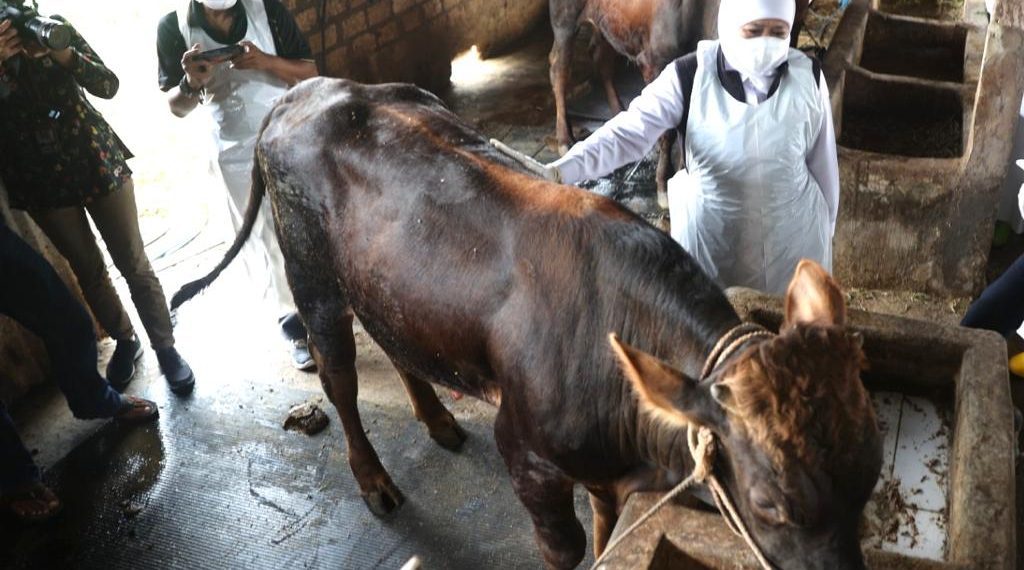 Jatim Siapkan Bansos PMK untuk Peternak